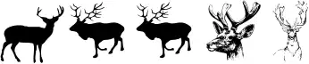 Deers